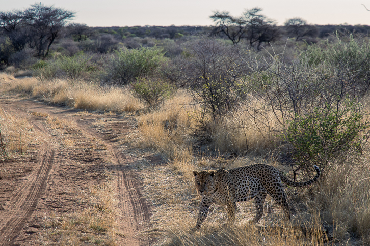 Leopard Mawenzi auf der Pirsch