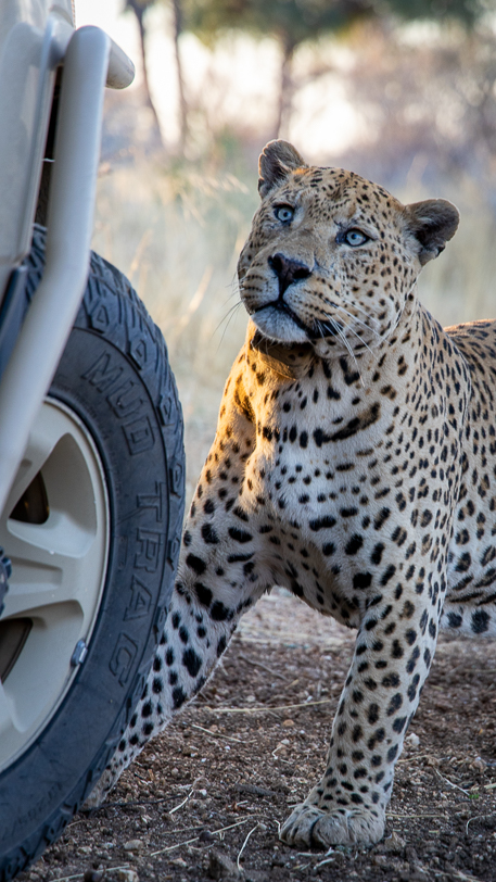 Leopard Mawenzi beim Okonjima Safari-Jeep