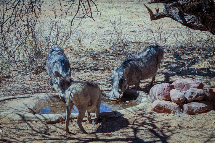 Warzenschweine am Wasserloch des Okonjima Bungalows in Namibia