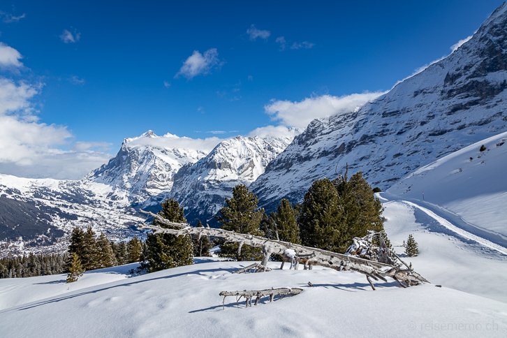 Toter Baum in der Winterlandschaft mit Sicht auf Grindelwald und Wetterhorn