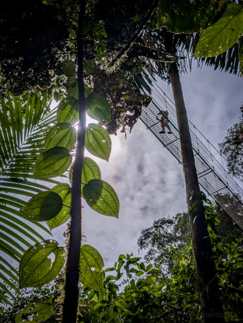 Blick nach oben durch tropische Vegetation mit Palmwedeln und grossen Blättern zu einer Hängebrücke zwischen den Baumkronen bei bewölktem Himmel.