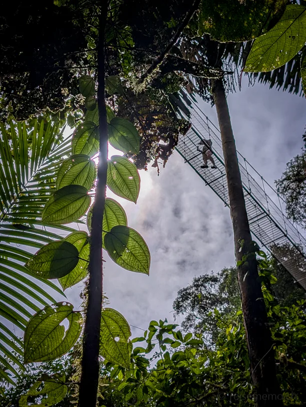 Blick nach oben durch tropische Vegetation mit Palmwedeln und grossen Blättern zu einer Hängebrücke zwischen den Baumkronen bei bewölktem Himmel.