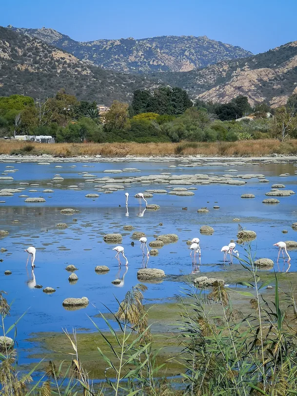 Flamingos in der Lagune von Chia