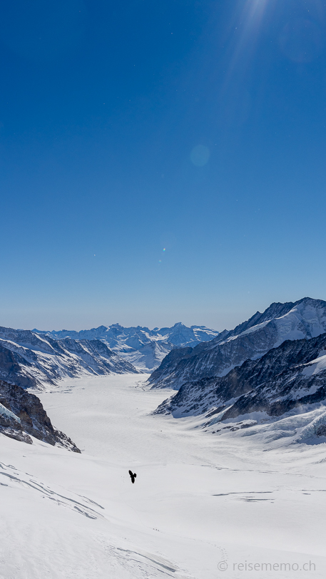 Bergdohle und Schneeschuhwanderer auf dem verschneiten Aletschgletscher unterhalb des Jungfraujochs