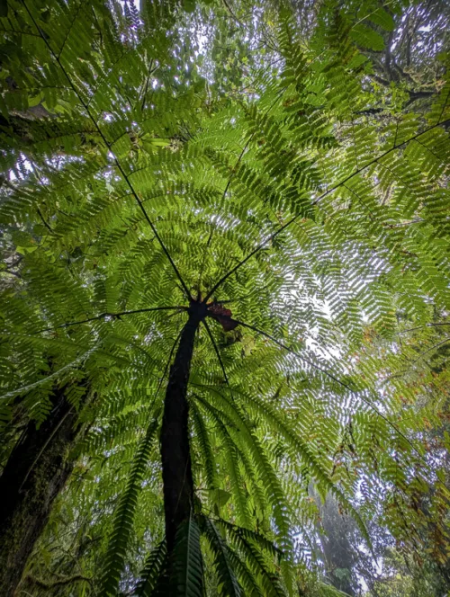 Blick von unten nach oben zu einem grossen Baumfarn mit ausladenden Wedeln im dichten Nebelwald