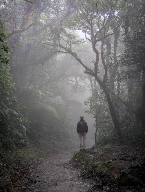 Ein einsamer Wanderer geht in Costa Ricas Monteverde auf einem Erdweg durch dichten Nebelwald mit hohen Bäumen und üppiger Vegetation