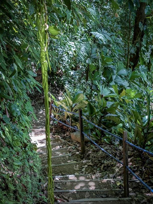 Eine steinerne Treppe mit Metallgeländer führt durch dichten tropischen Regenwald mit üppiger Vegetation und Palmen hinab