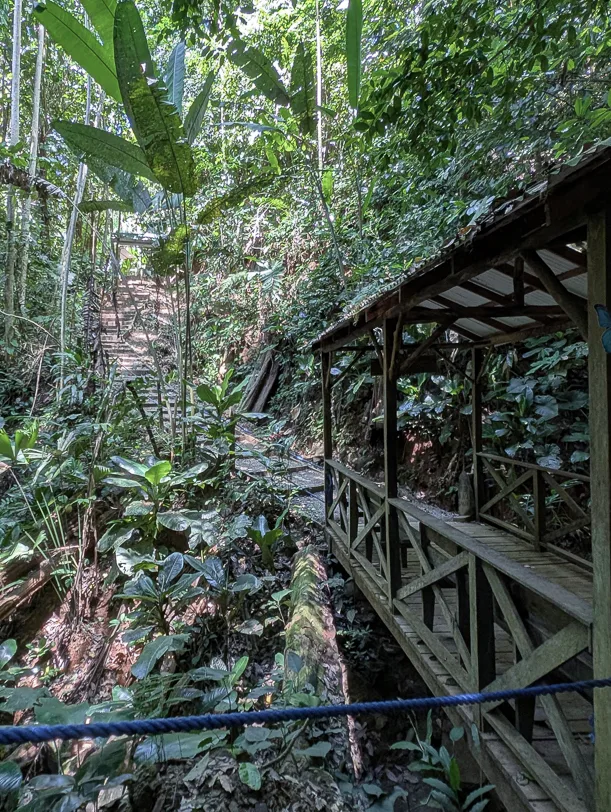 Holzsteg führt durch üppigen tropischen Regenwald mit grossen Blättern und dichter Vegetation