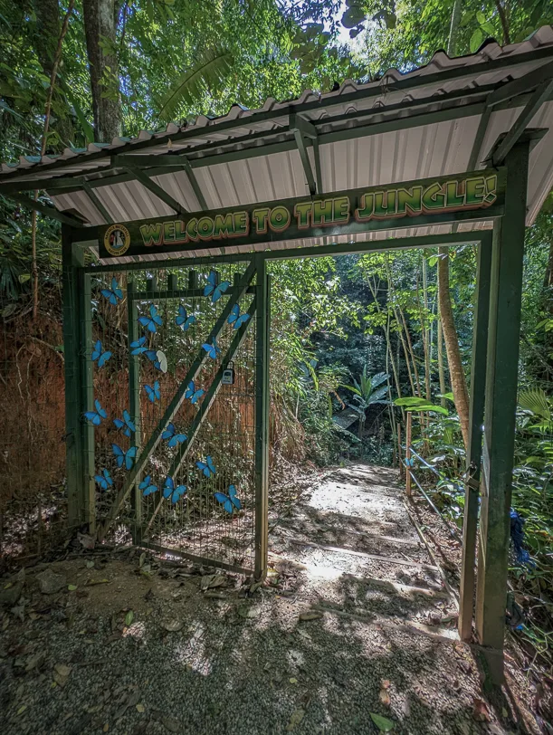 Grünes Metalltor mit der Aufschrift 'Welcome to the Jungle' am Eingang eines Wanderwegs durch dichten tropischen Regenwald