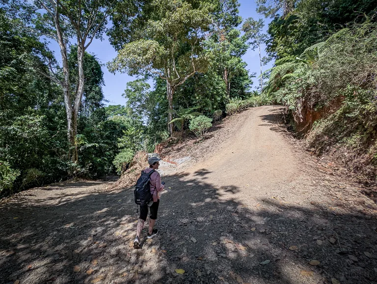 Wanderer auf einem Erdweg durch den tropischen Regenwald mit dichter Vegetation und blauem Himmel