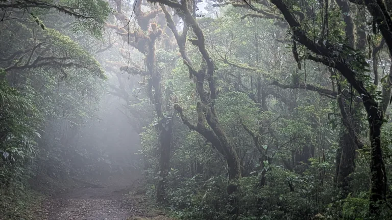 Nebelwald Monteverde Costa Rica