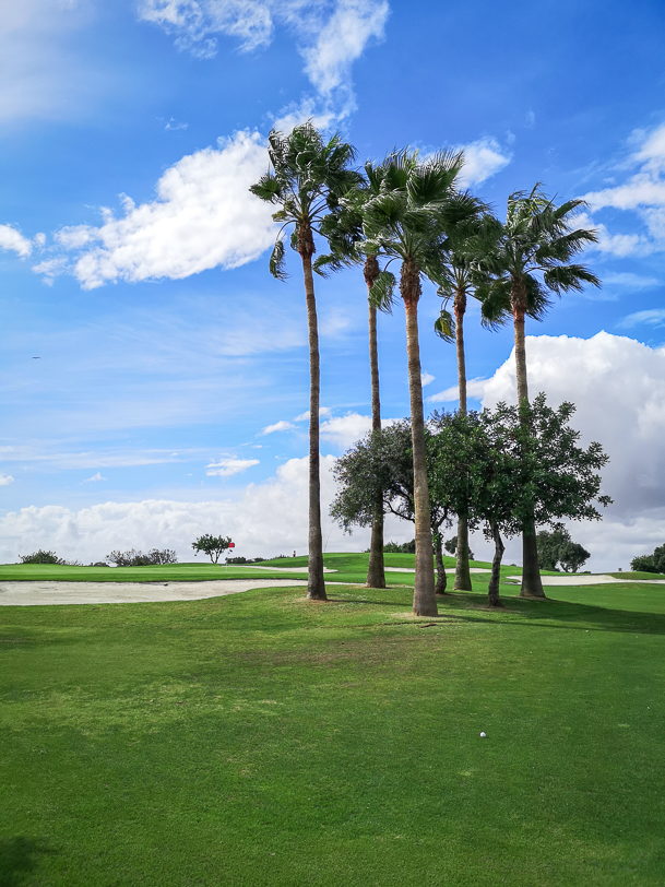 Palmen und Bunker schützen ein Green des Quinta da Ria Golfplatzes