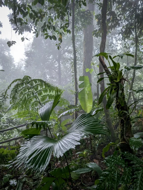Dichter tropischer Regenwald mit grossen Palmwedeln, Farnen und hohen Bäumen im Nebel