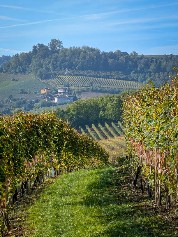 Weinreben und Weingut in der italienischen Region Langhe