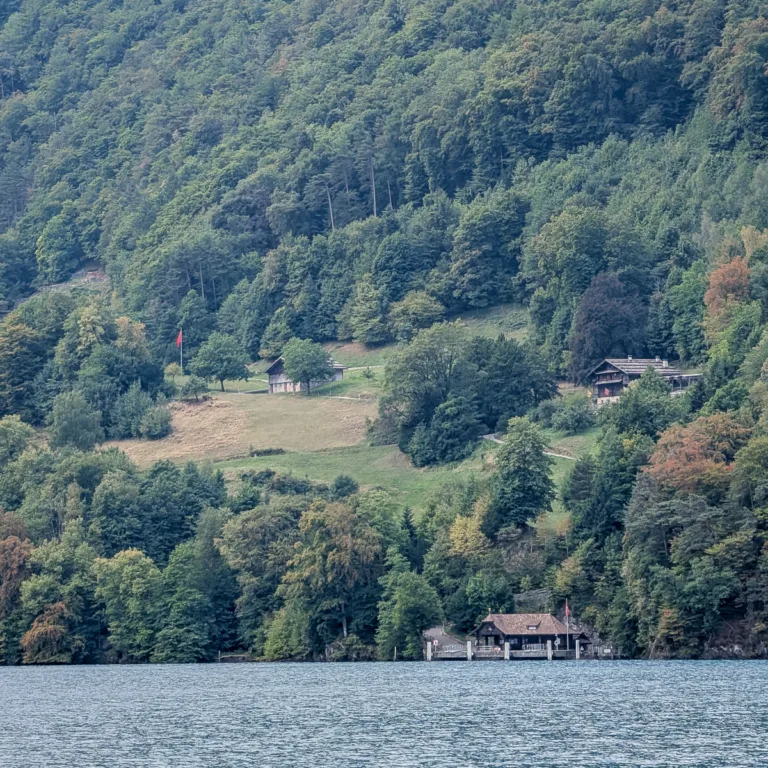 Blick vom Seeufer auf einen dicht bewaldeten Hang, darüber steile Felswände bei Seelisberg