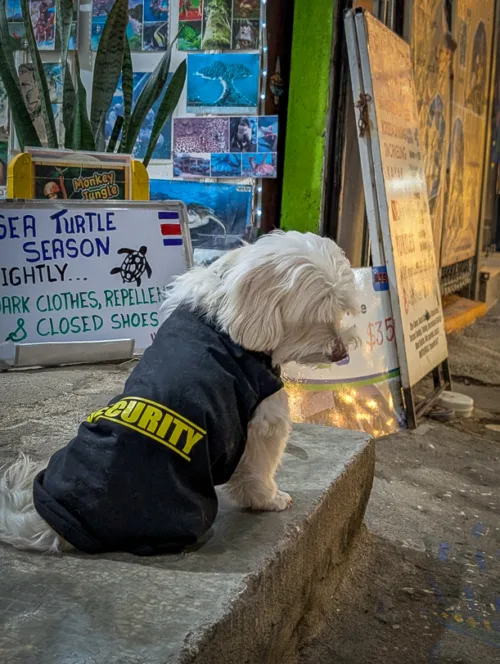 Weisser Hund mit schwarzer Security-Weste sitzt vor Informationsstand über Meeresschildkröten in Tamarindo