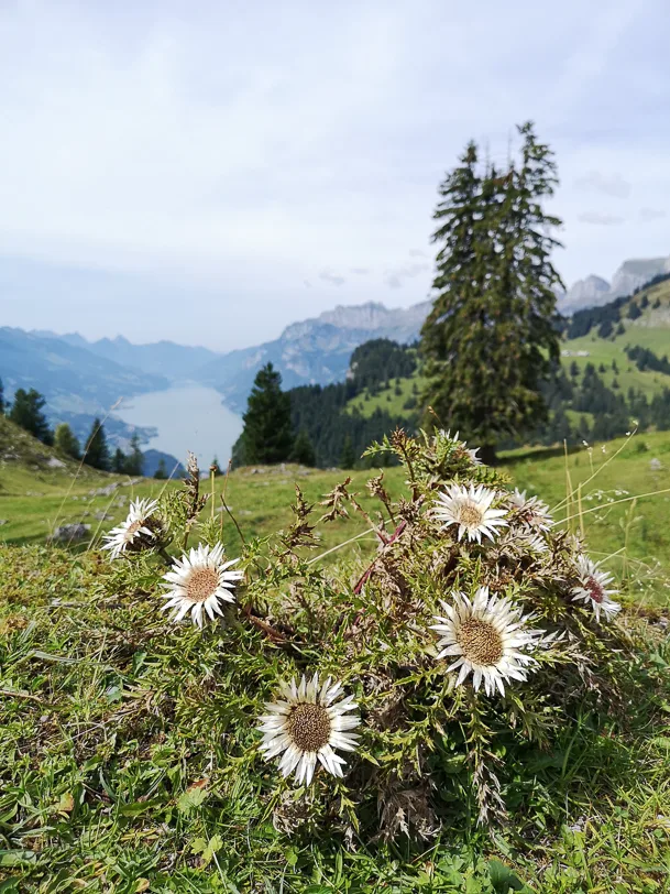 Silberdistel vor dem Walensee und Churfirsten im Hintergrund