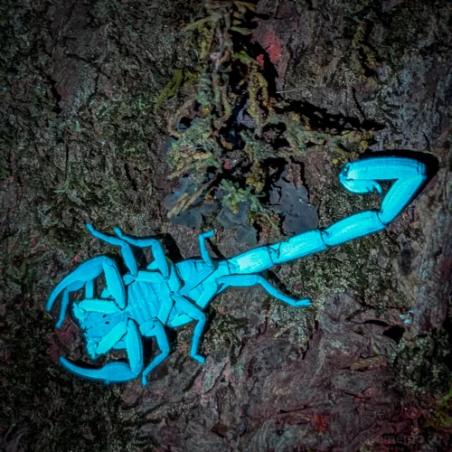 Ein leuchtend türkiser Skorpion auf Baumrinde, der unter UV-Licht fluoresziert