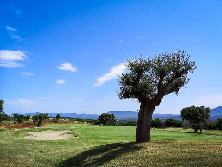 Olivenbaum an einem Green des Hills Golfplatzes