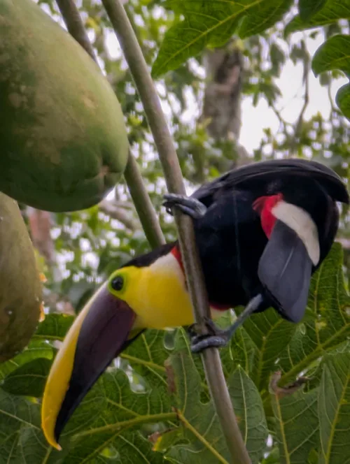 Ein schwarzer Tukan mit gelbem Schnabel frisst eine grüne Papaya zwischen grossen Blättern im Regenwald
